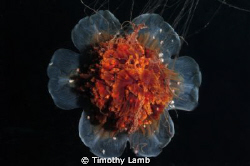 Sea Blubber in open water by Timothy Lamb 